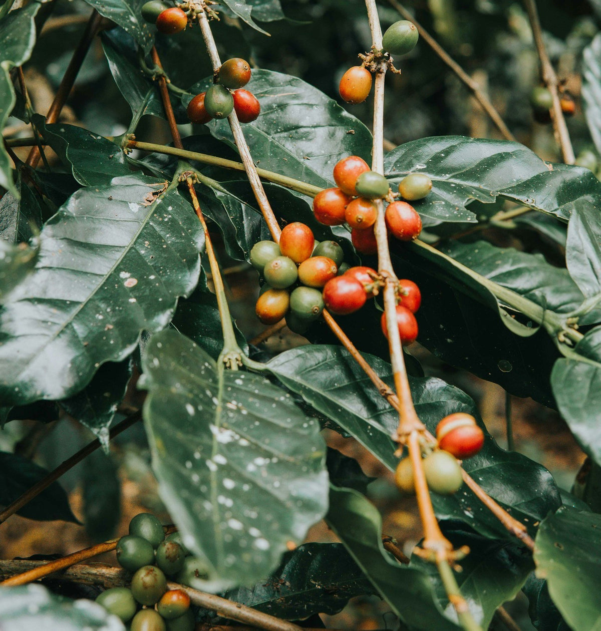 wholesale-cafe-1-crop